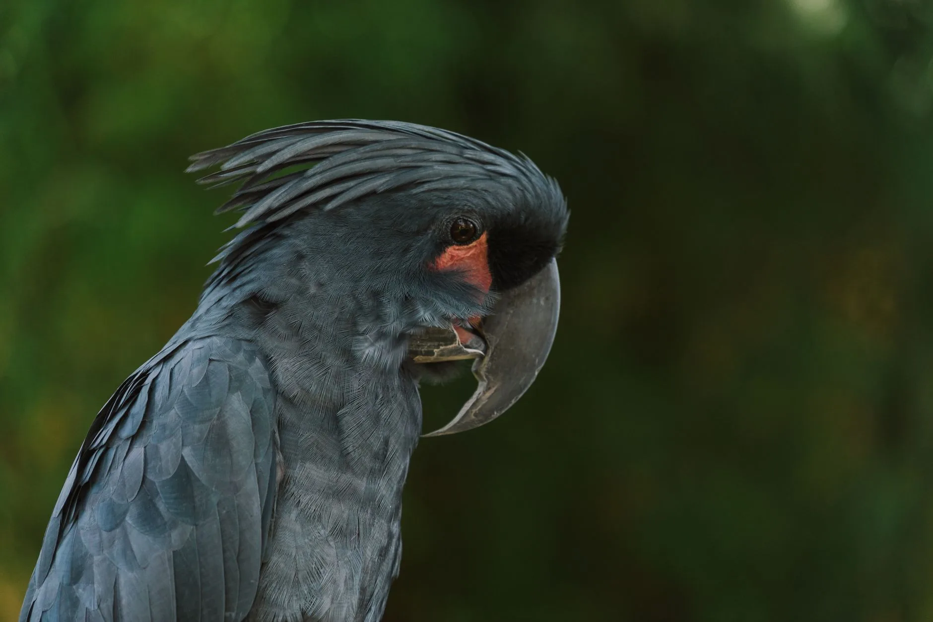 Voir les oiseaux de paradis : l'organisation d'une matinée type